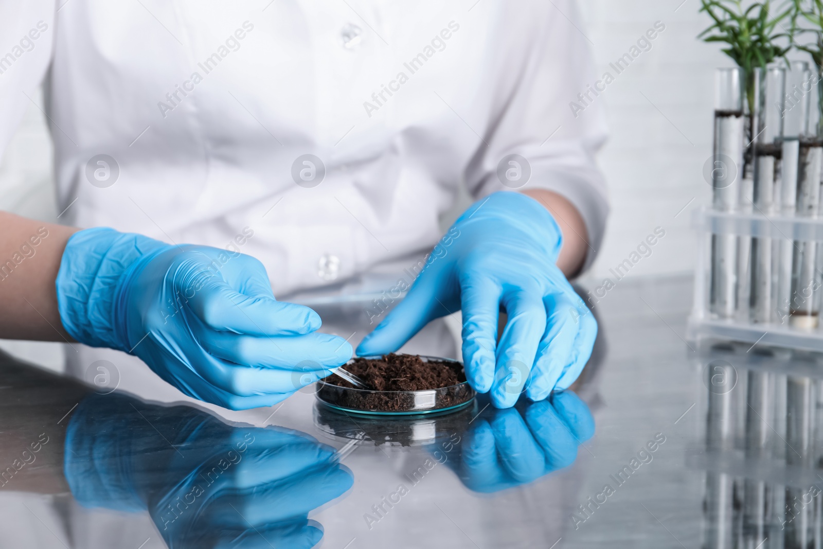 Photo of Laboratory testing. Scientist working with soil sample at table indoors, closeup