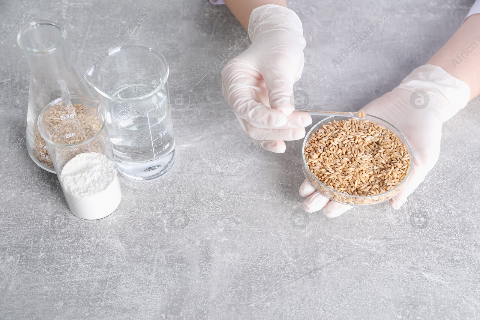 Photo of Laboratory testing. Scientist working with grain sample at grey table indoors, closeup