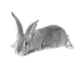 Photo of Fluffy grey rabbit on white background. Cute pet