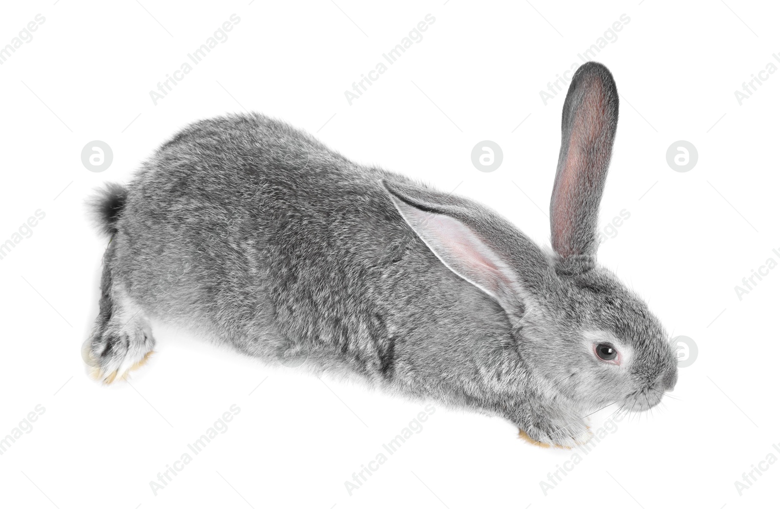 Photo of Fluffy grey rabbit on white background. Cute pet