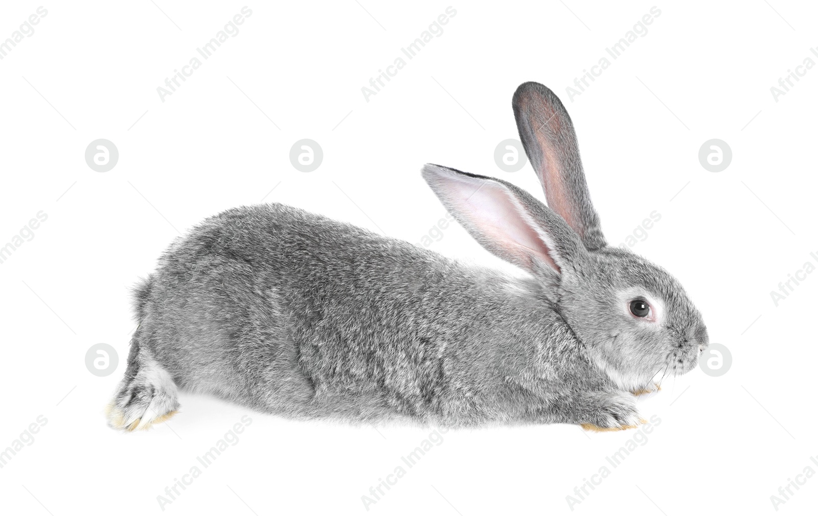 Photo of Fluffy grey rabbit on white background. Cute pet