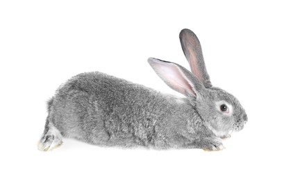 Photo of Fluffy grey rabbit on white background. Cute pet