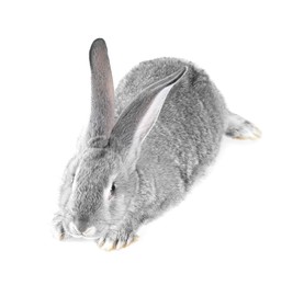 Photo of Fluffy grey rabbit on white background. Cute pet