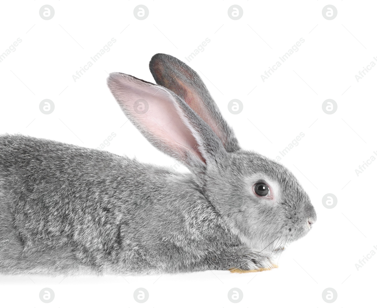 Photo of Fluffy grey rabbit on white background. Cute pet