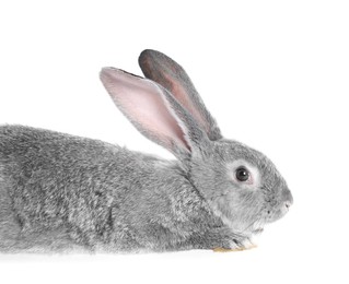 Photo of Fluffy grey rabbit on white background. Cute pet