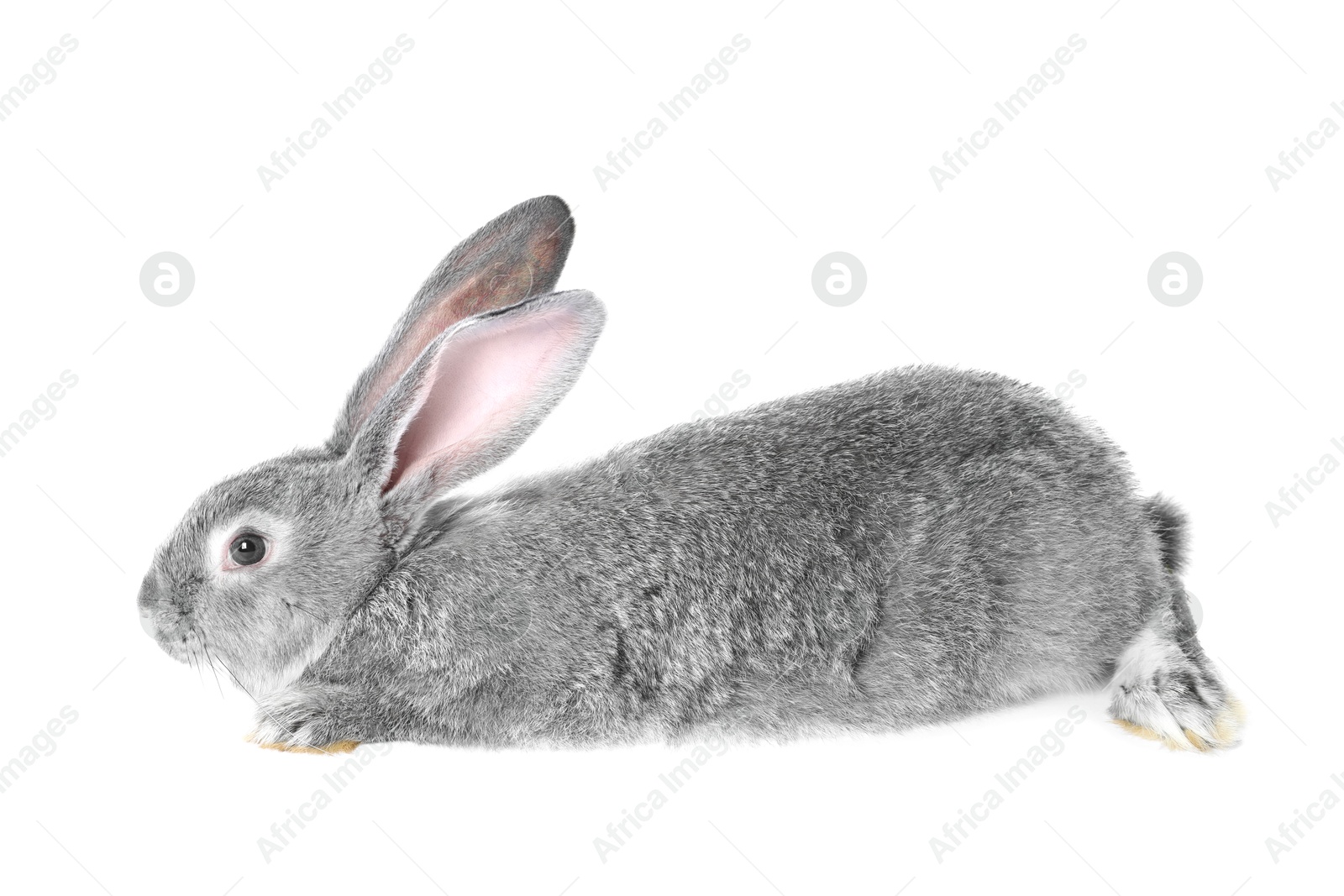 Photo of Fluffy grey rabbit on white background. Cute pet