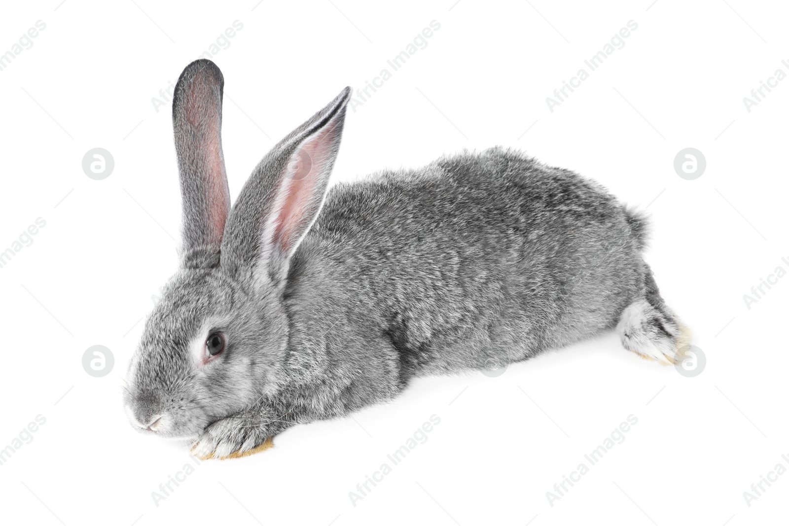 Photo of Fluffy grey rabbit on white background. Cute pet