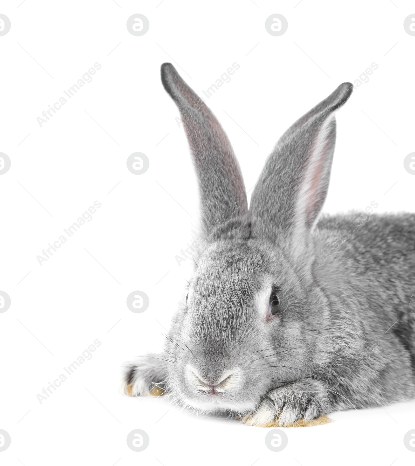 Photo of Fluffy grey rabbit on white background. Cute pet