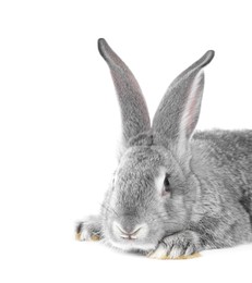 Photo of Fluffy grey rabbit on white background. Cute pet