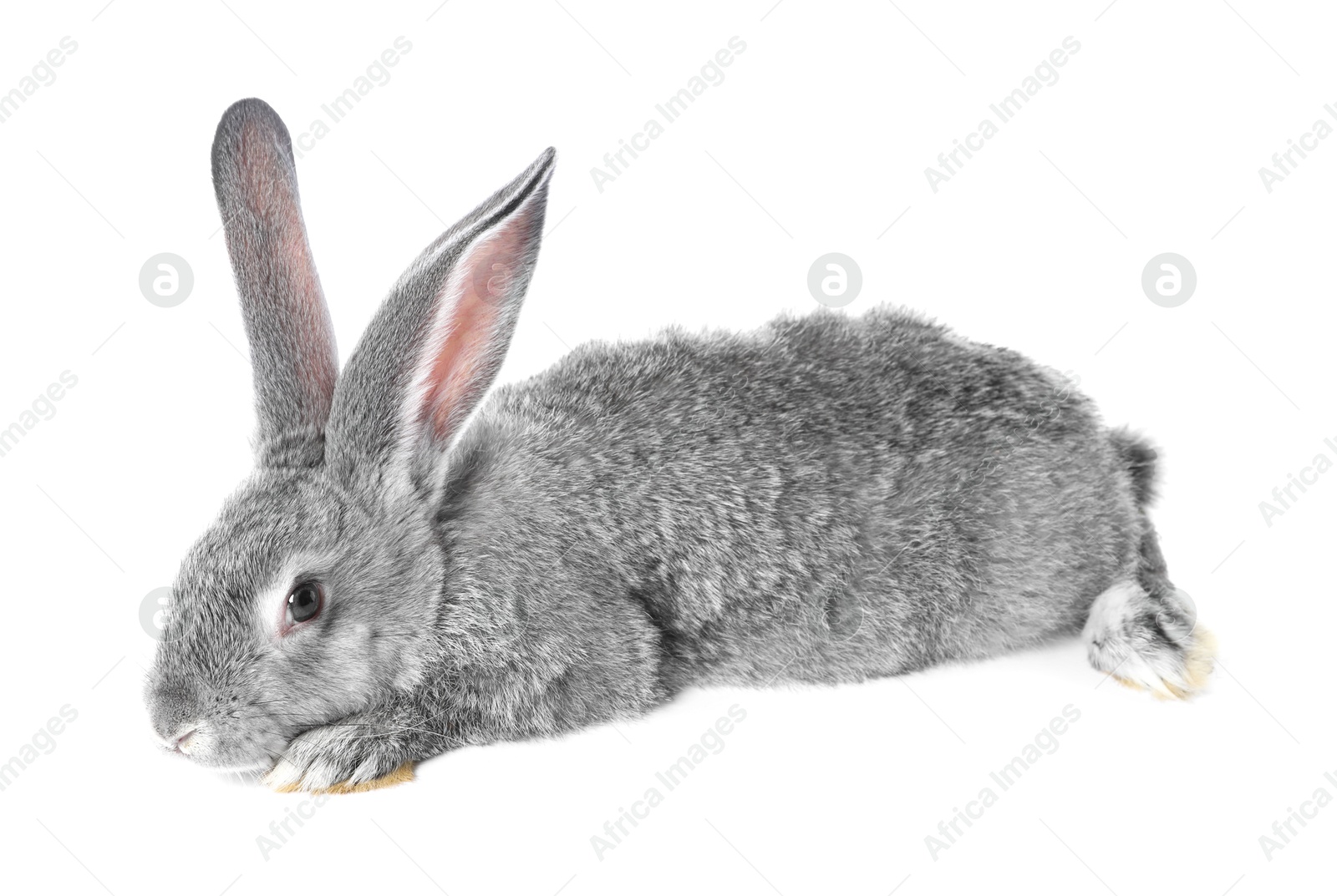 Photo of Fluffy grey rabbit on white background. Cute pet