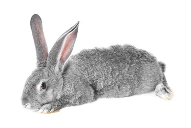 Photo of Fluffy grey rabbit on white background. Cute pet