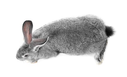 Photo of Fluffy grey rabbit on white background, top view. Cute pet