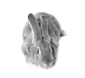 Photo of Fluffy grey rabbit on white background. Cute pet