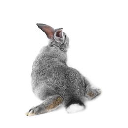 Photo of Fluffy grey rabbit on white background. Cute pet