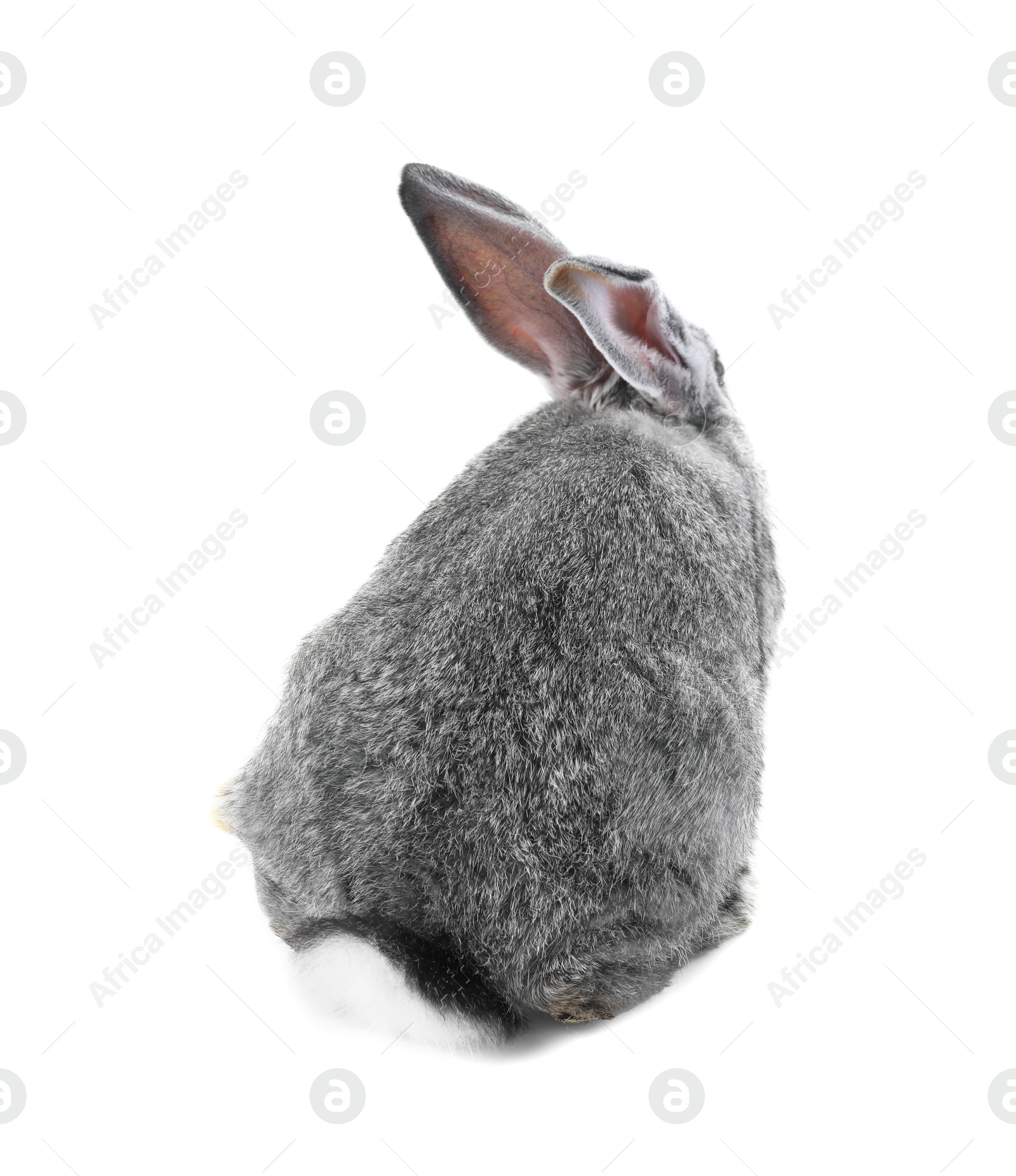 Photo of Fluffy grey rabbit on white background. Cute pet