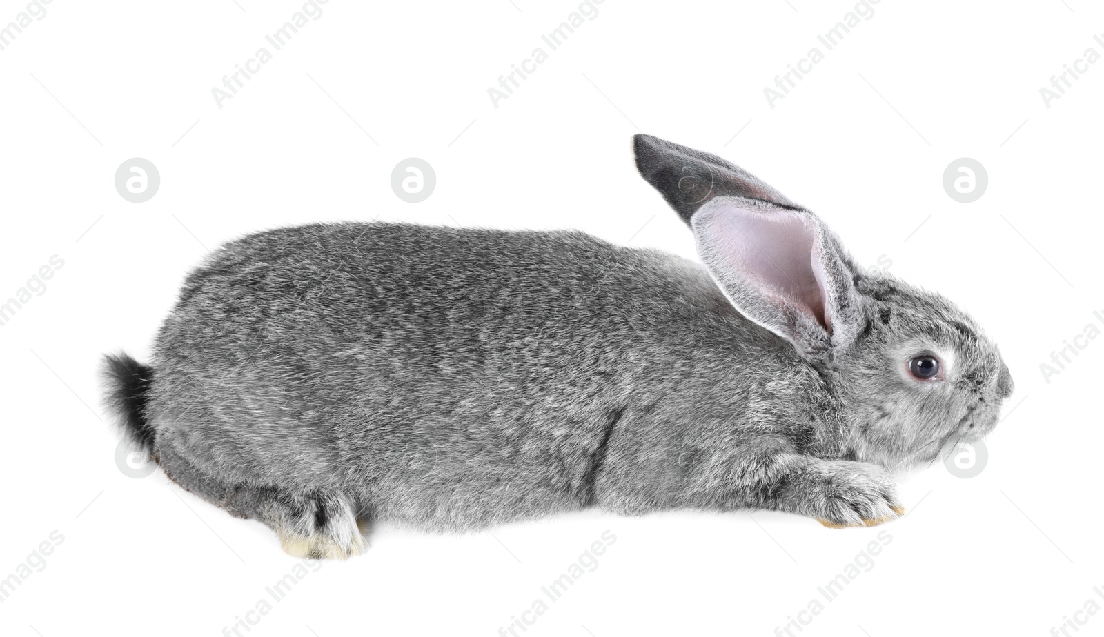 Photo of Fluffy grey rabbit on white background. Cute pet