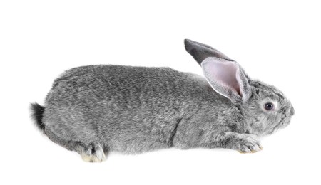 Photo of Fluffy grey rabbit on white background. Cute pet