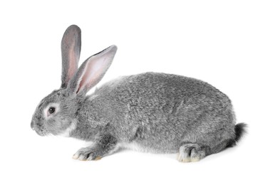 Photo of Fluffy grey rabbit on white background. Cute pet