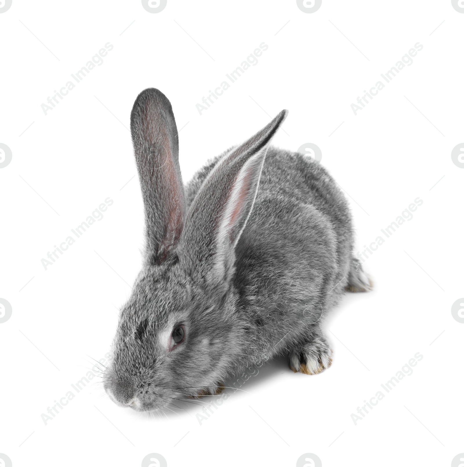 Photo of Fluffy grey rabbit on white background. Cute pet