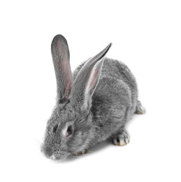 Photo of Fluffy grey rabbit on white background. Cute pet