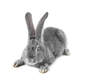 Photo of Fluffy grey rabbit on white background. Cute pet