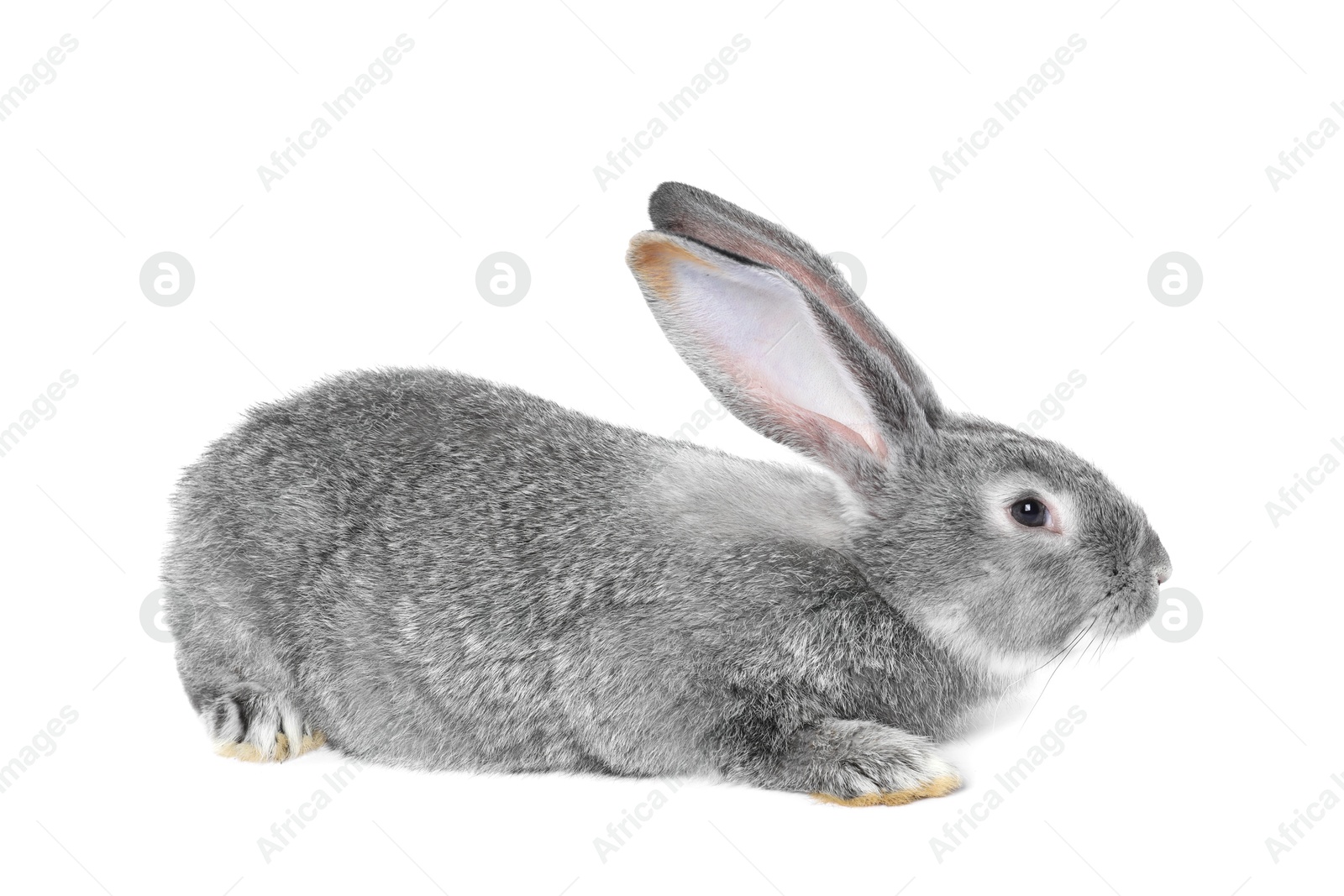 Photo of Fluffy grey rabbit on white background. Cute pet