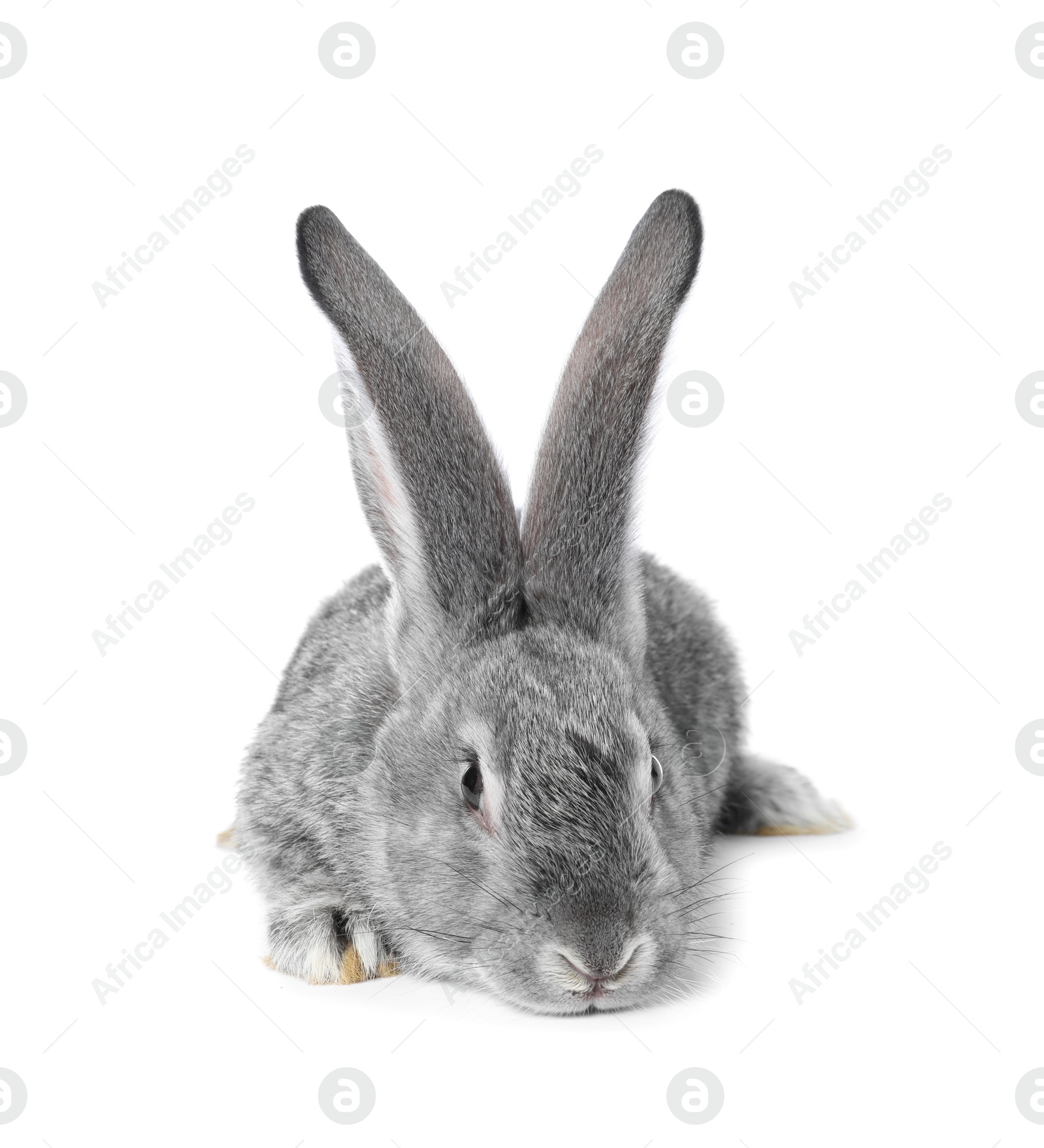 Photo of Fluffy grey rabbit on white background. Cute pet