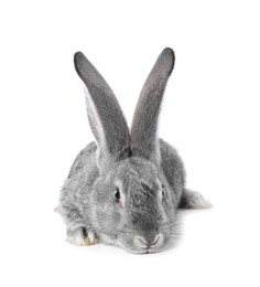 Photo of Fluffy grey rabbit on white background. Cute pet