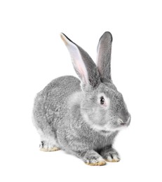 Photo of Fluffy grey rabbit on white background. Cute pet