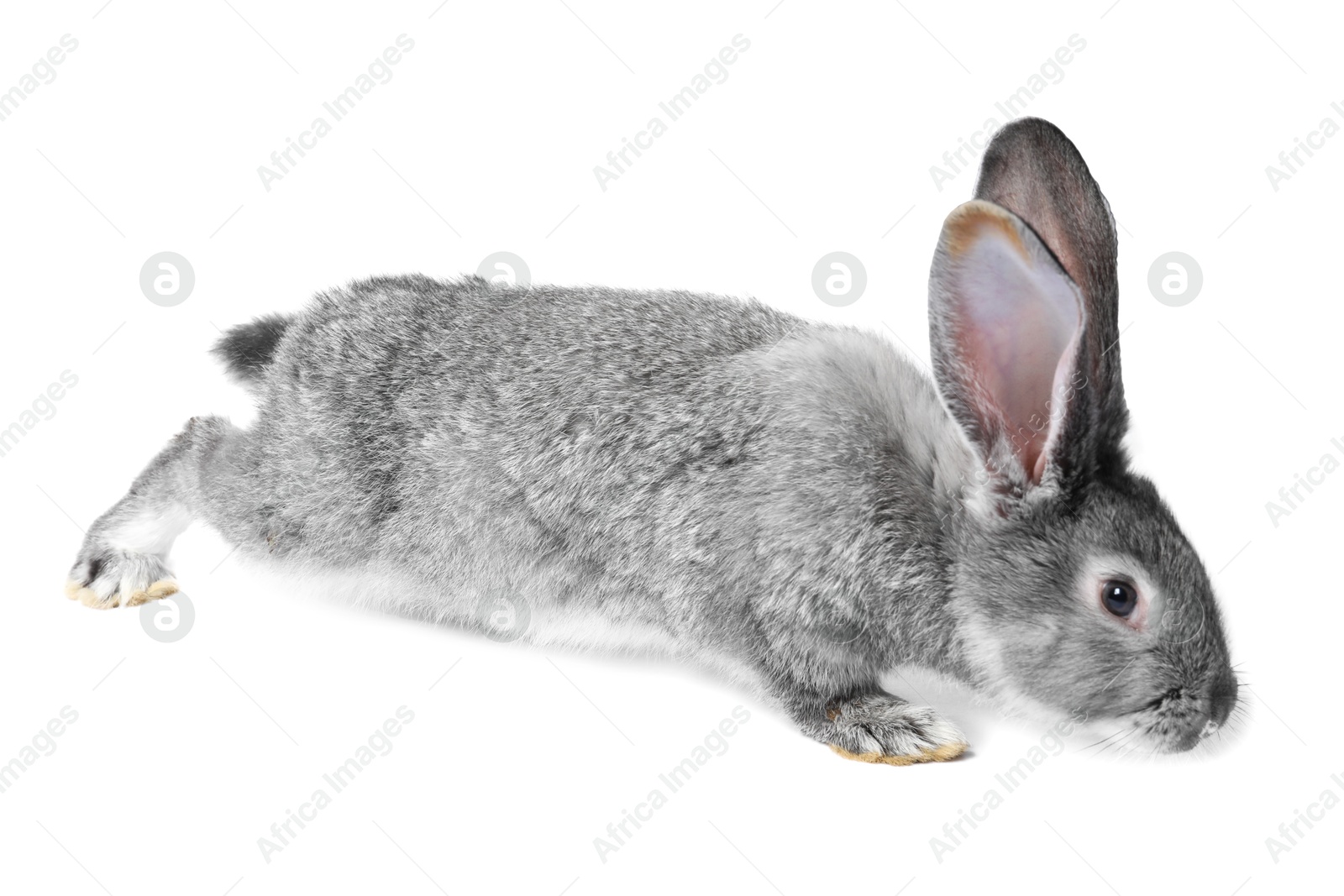 Photo of Fluffy grey rabbit on white background. Cute pet