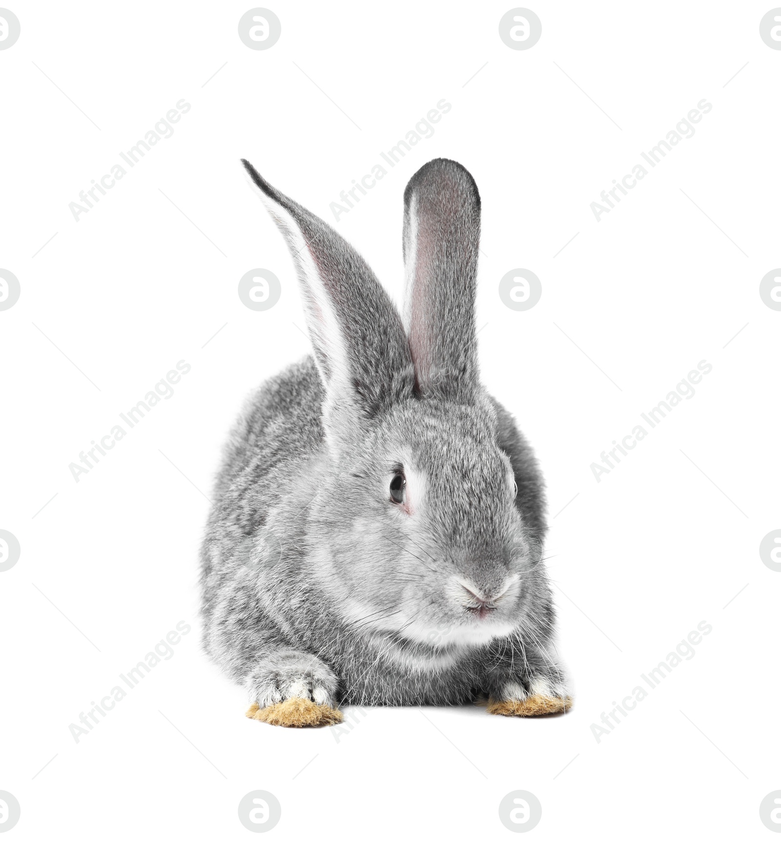 Photo of Fluffy grey rabbit on white background. Cute pet