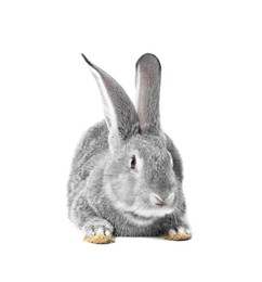 Photo of Fluffy grey rabbit on white background. Cute pet