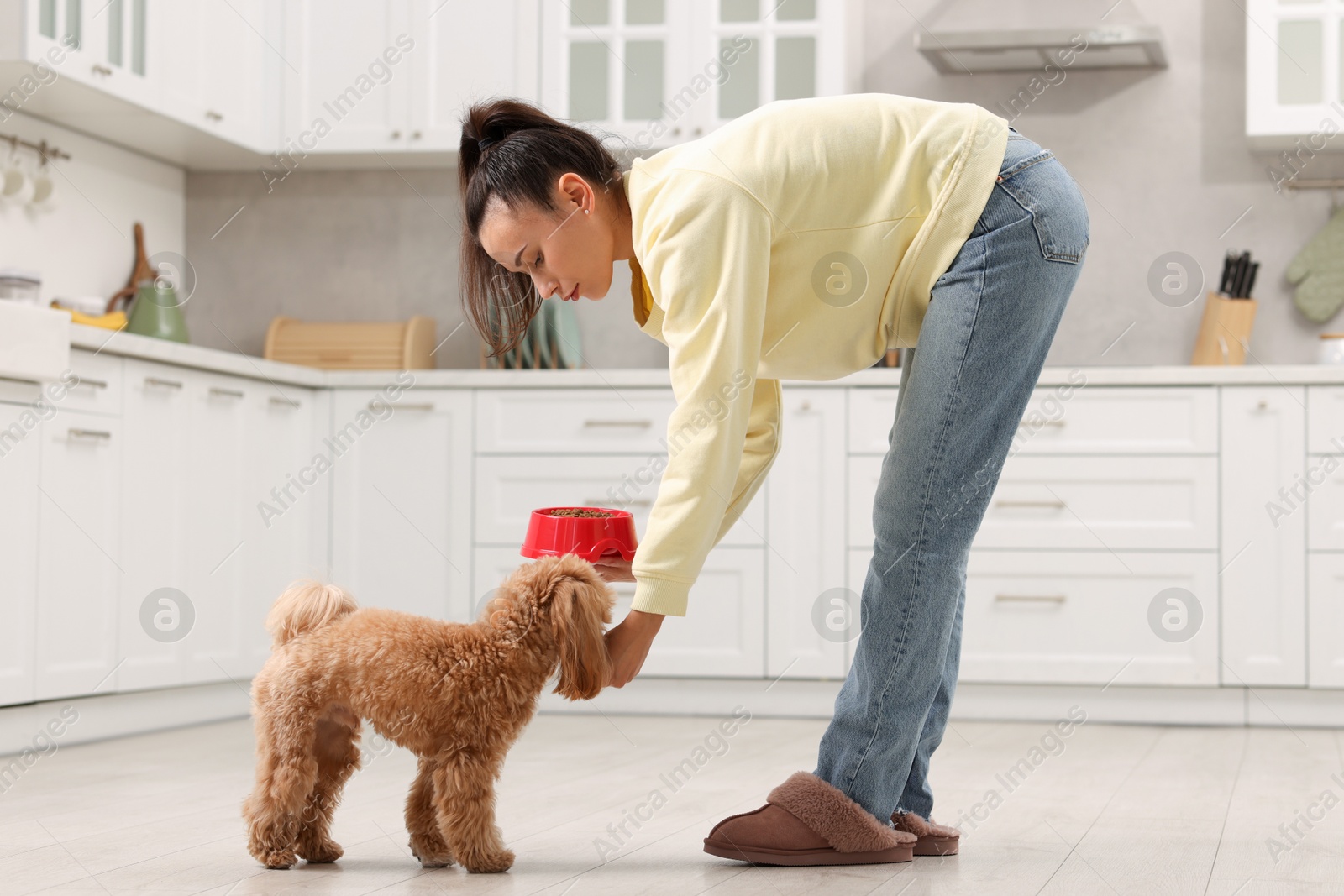 Photo of Owner feeding her cute dog with dry pet food in kitchen