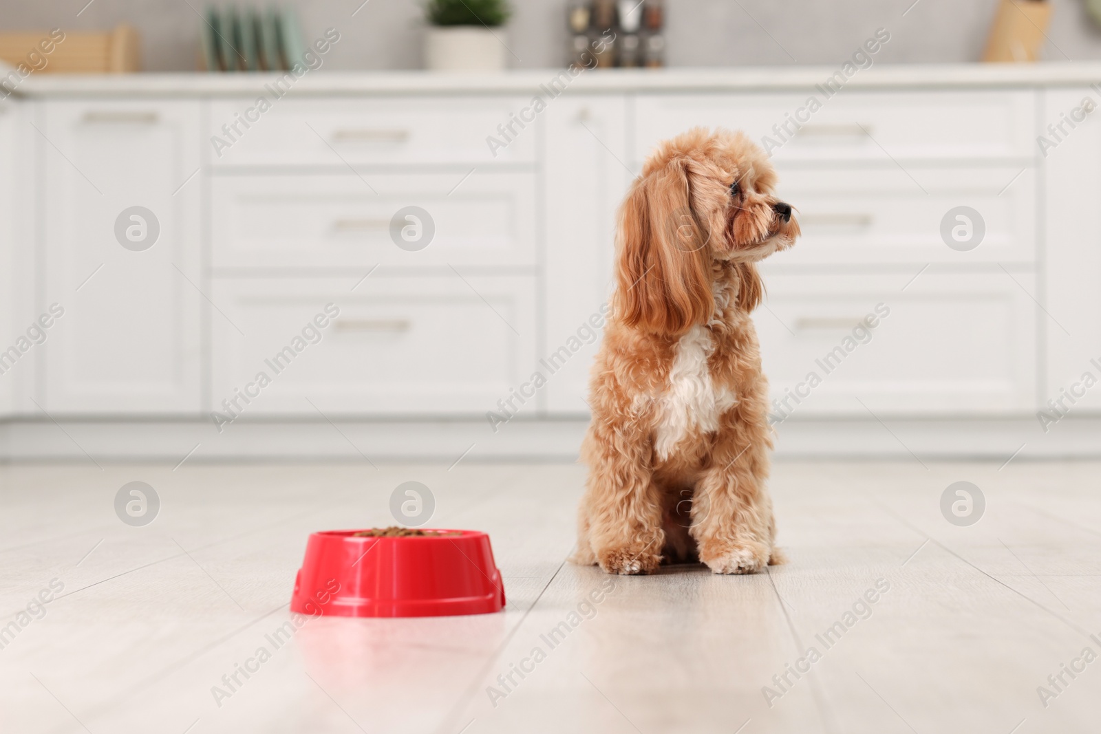 Photo of Feeding bowl with dry pet food and cute dog on floor at home