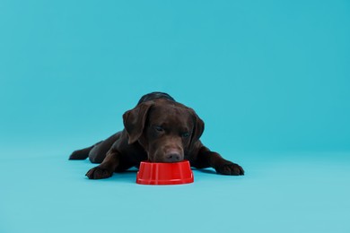 Photo of Cute dog eating dry pet food from feeding bowl on light blue background