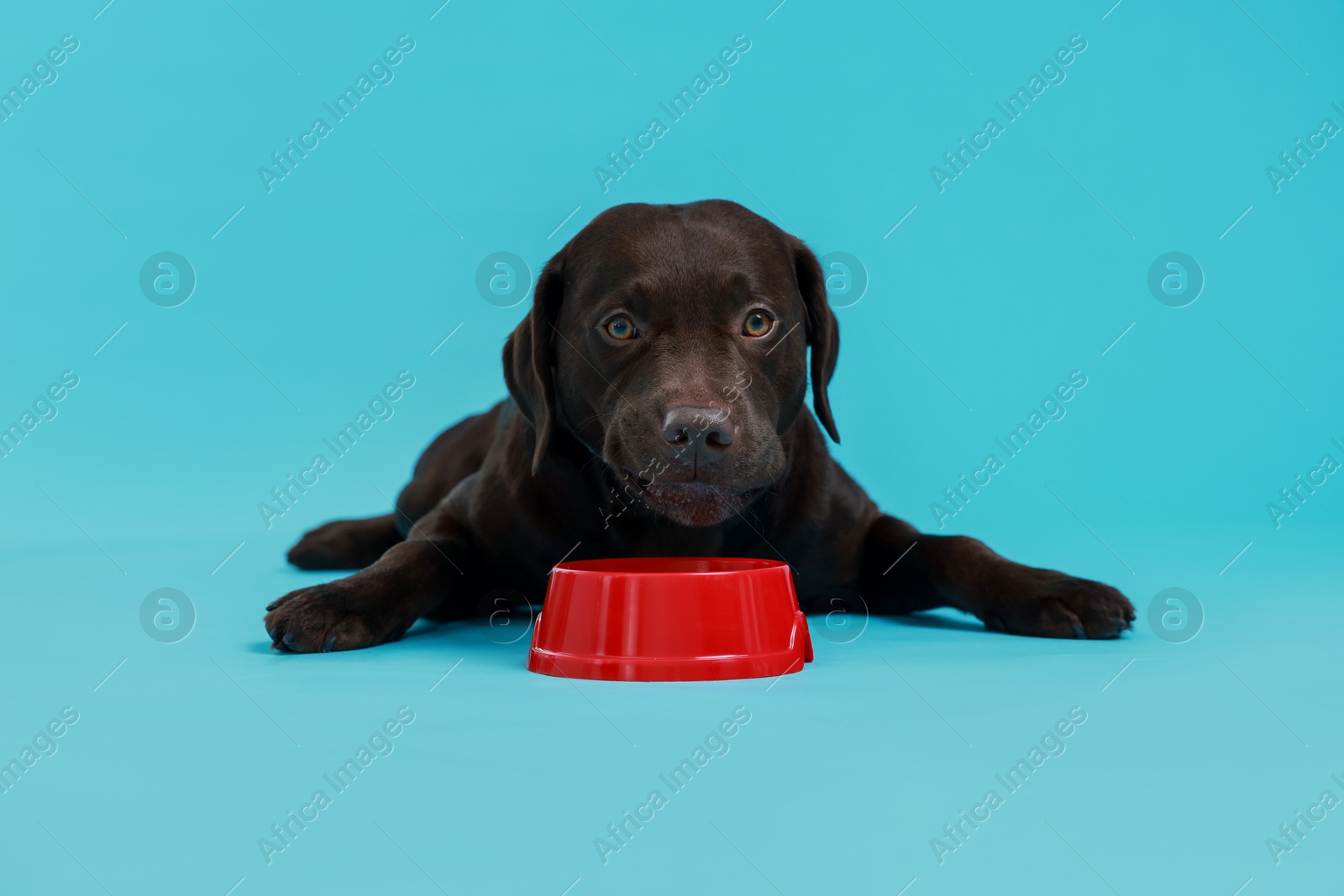 Photo of Cute dog waiting for pet food near empty bowl on light blue background