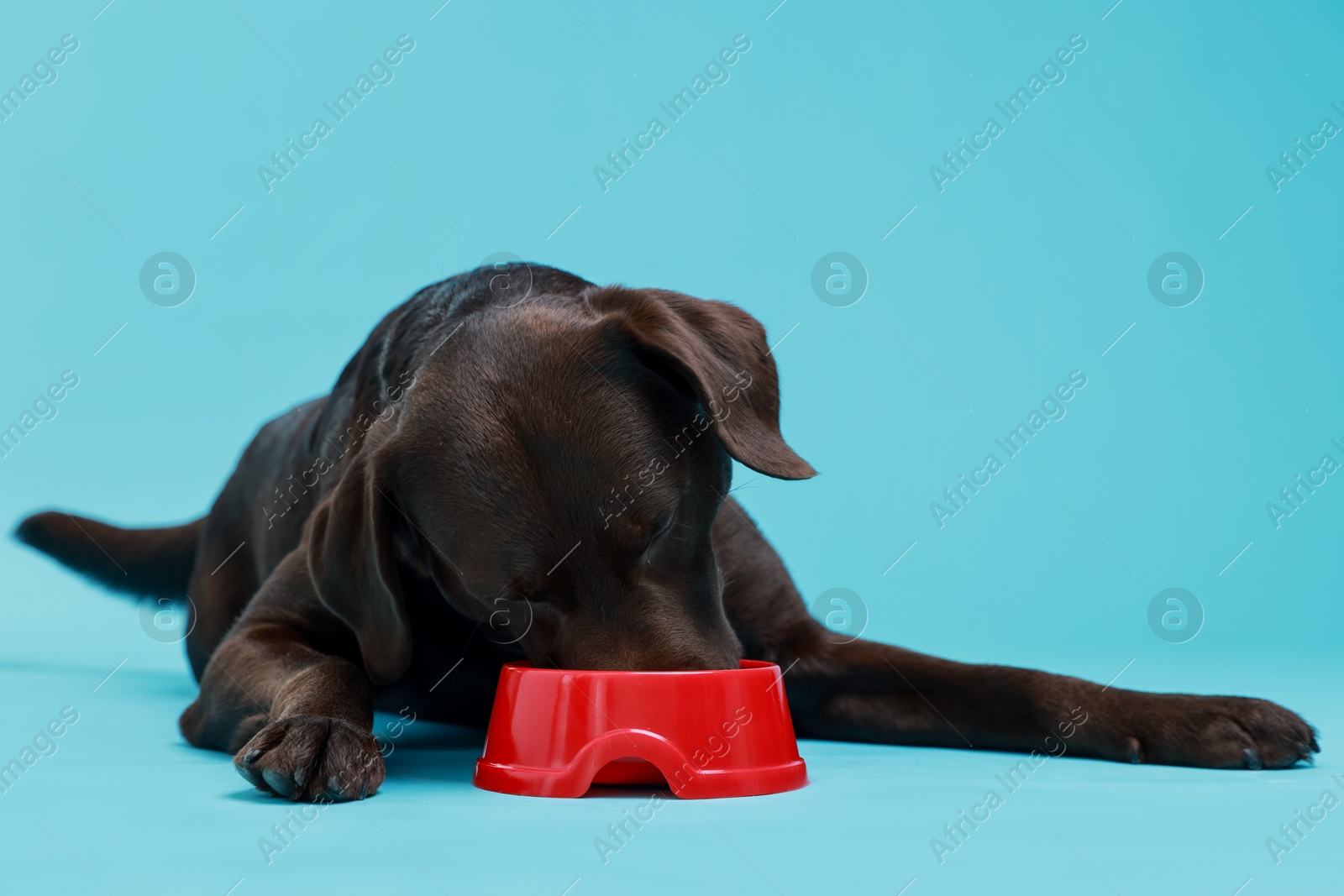 Photo of Cute dog eating dry pet food from feeding bowl on light blue background