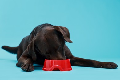 Photo of Cute dog eating dry pet food from feeding bowl on light blue background