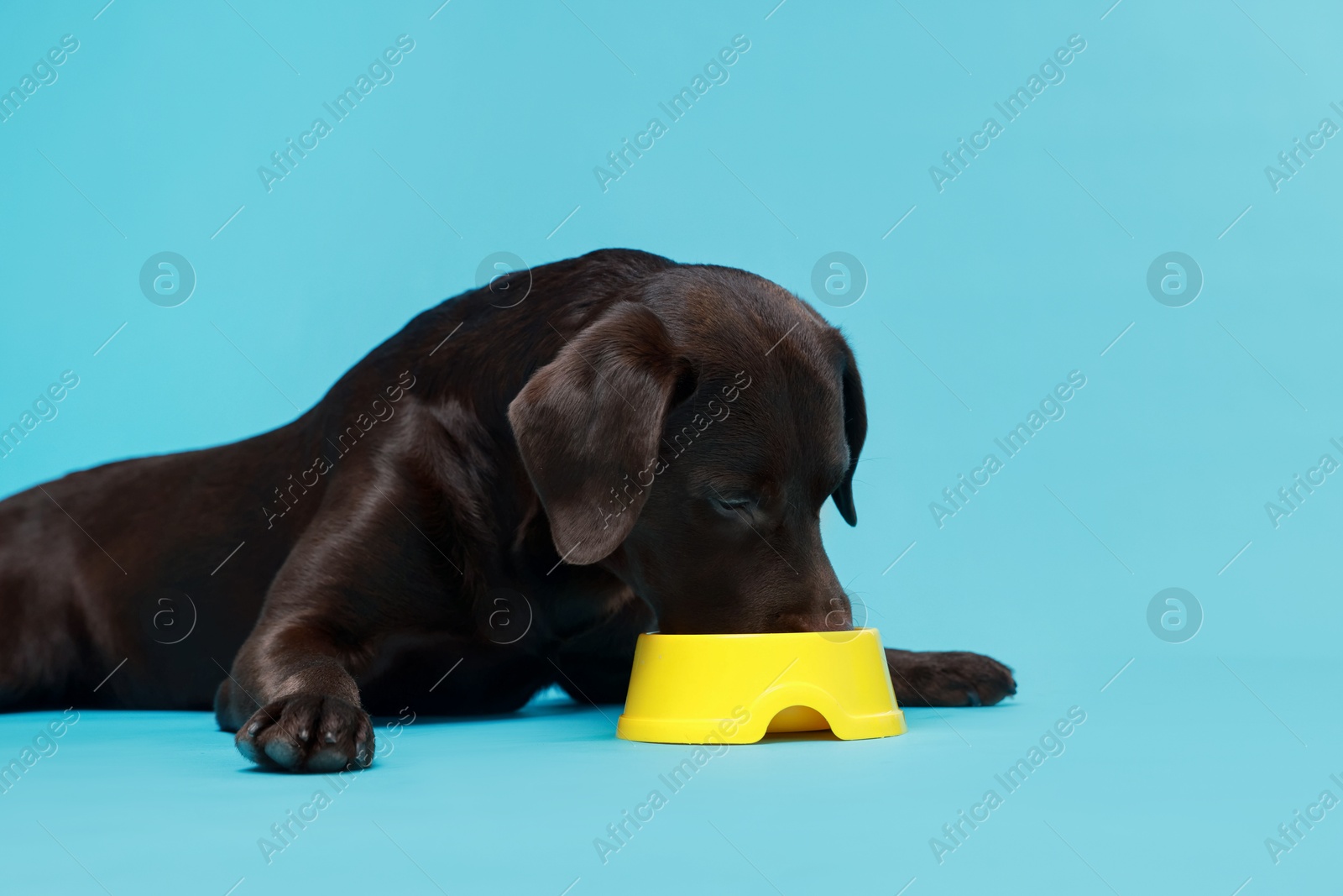 Photo of Cute dog eating dry pet food from feeding bowl on light blue background, space for text