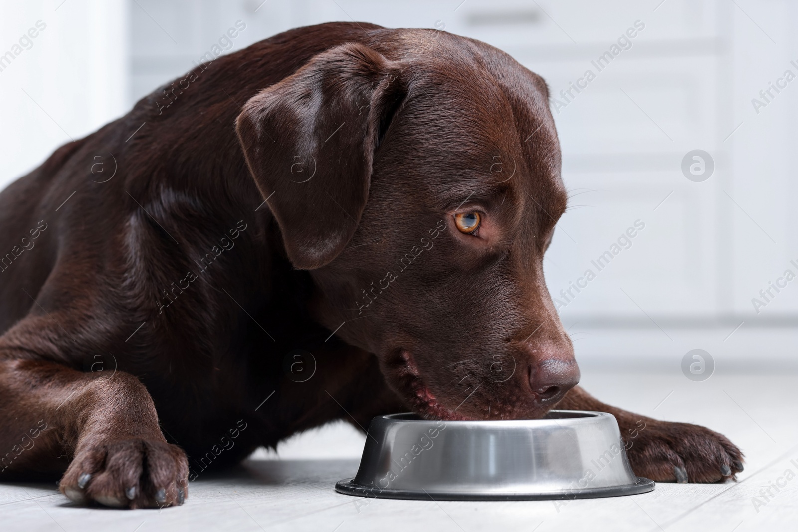 Photo of Cute dog waiting for pet food near empty bowl on floor indoors