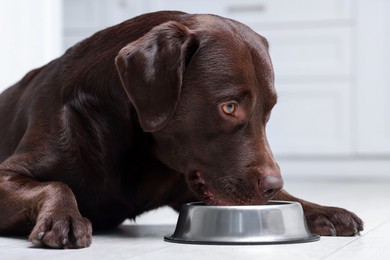 Photo of Cute dog waiting for pet food near empty bowl on floor indoors