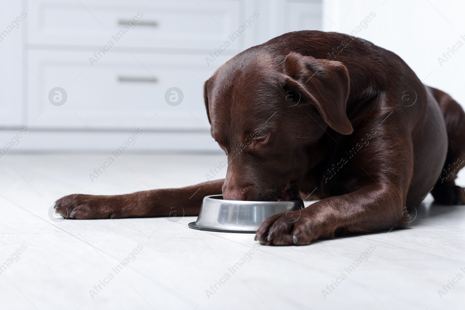 Photo of Cute dog eating dry pet food from feeding bowl on floor indoors