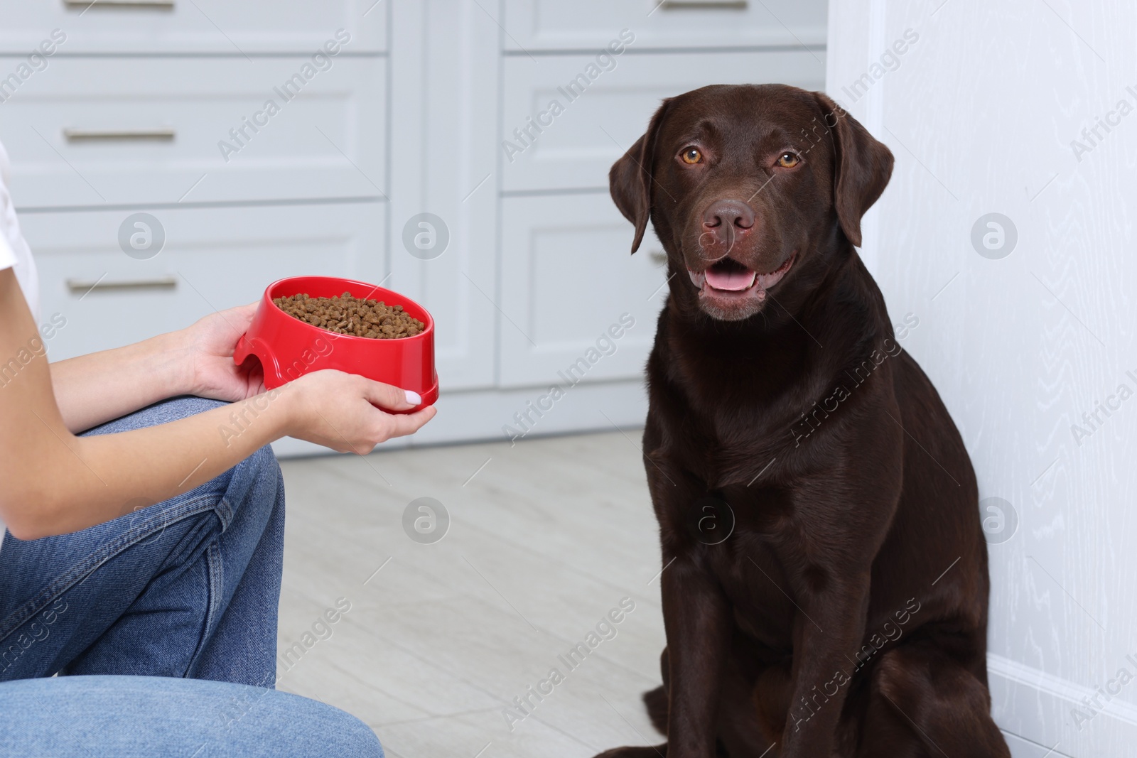 Photo of Woman giving feeding bowl with dry pet food to her dog indoors, closeup