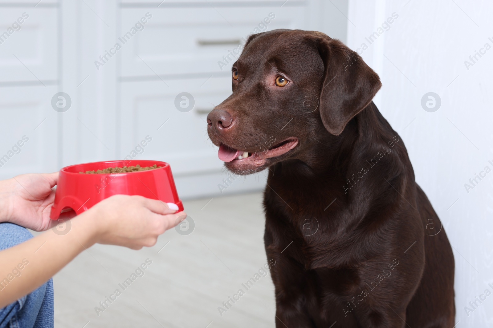 Photo of Woman giving feeding bowl with dry pet food to her dog indoors, closeup