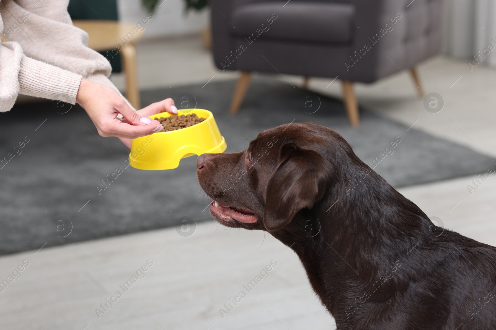 Photo of Woman with feeding bowl giving dry pet food to her dog indoors, closeup