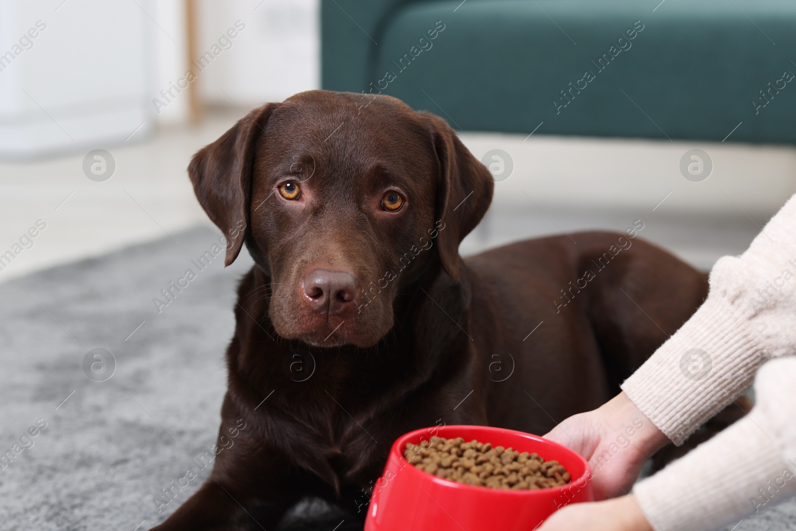 Photo of Woman giving bowl with dry pet food to her dog indoors, closeup