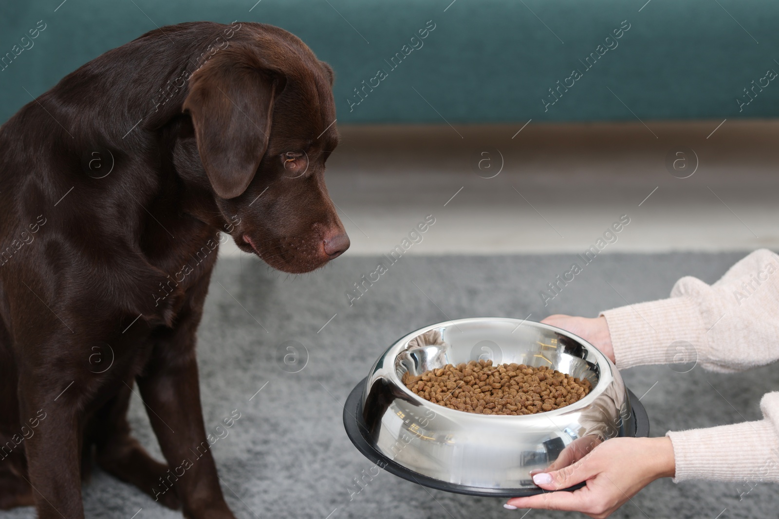 Photo of Woman giving bowl with dry pet food to her dog indoors, closeup