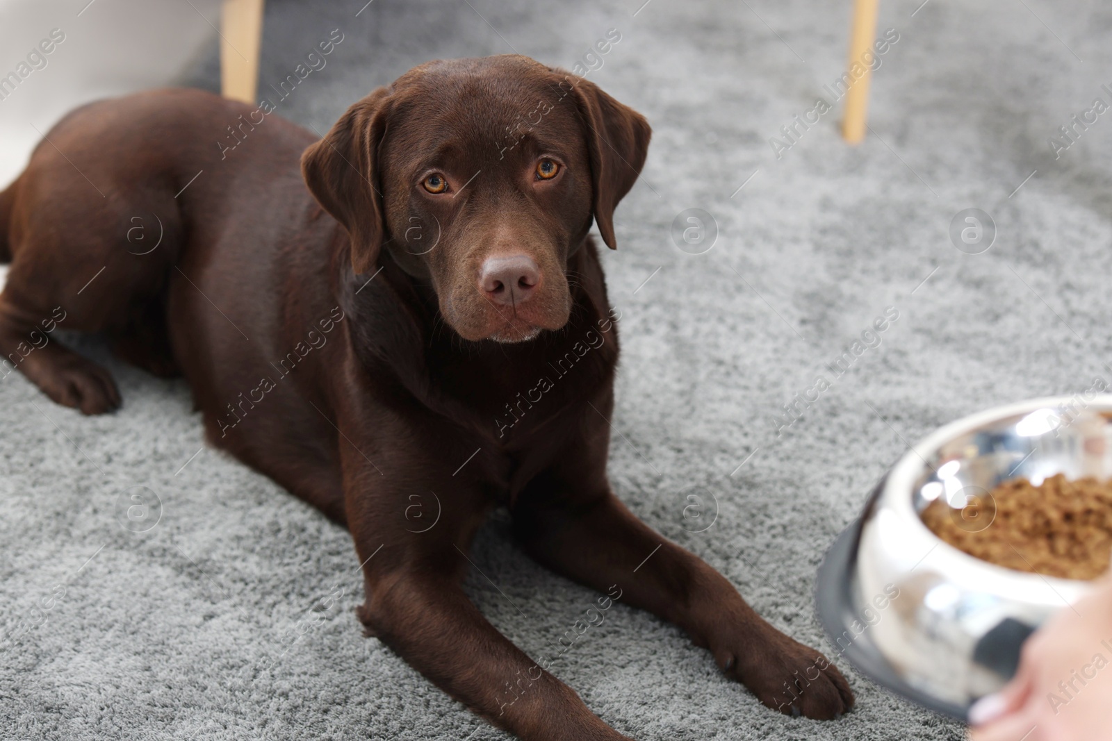 Photo of Woman giving bowl with dry pet food to her dog indoors, closeup