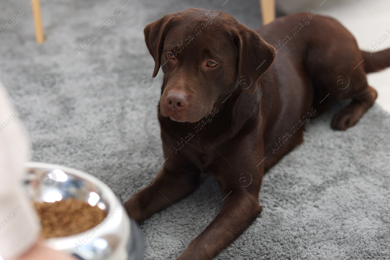 Photo of Woman giving bowl with dry pet food to her dog indoors, closeup