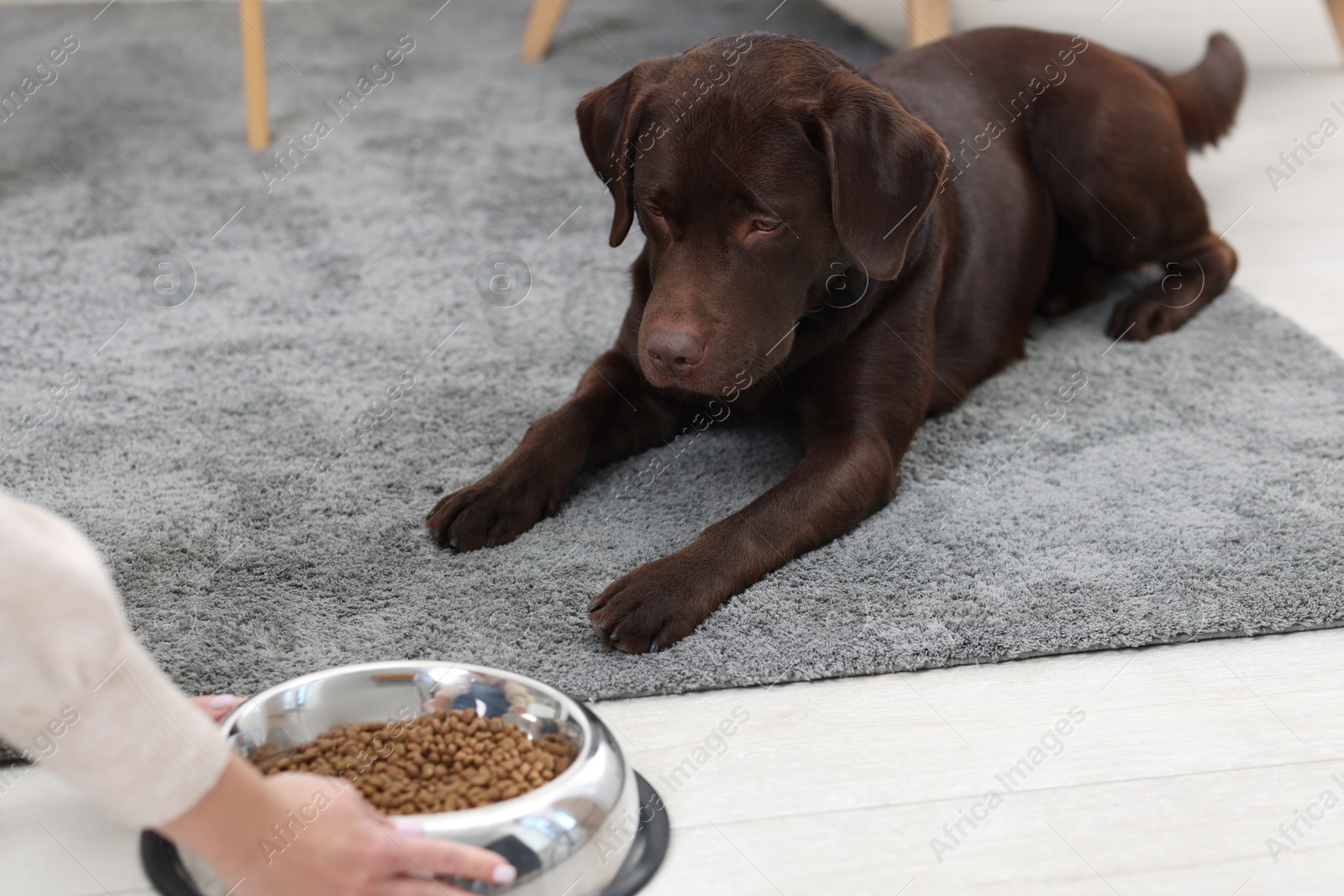 Photo of Woman giving bowl with dry pet food to her dog indoors, closeup